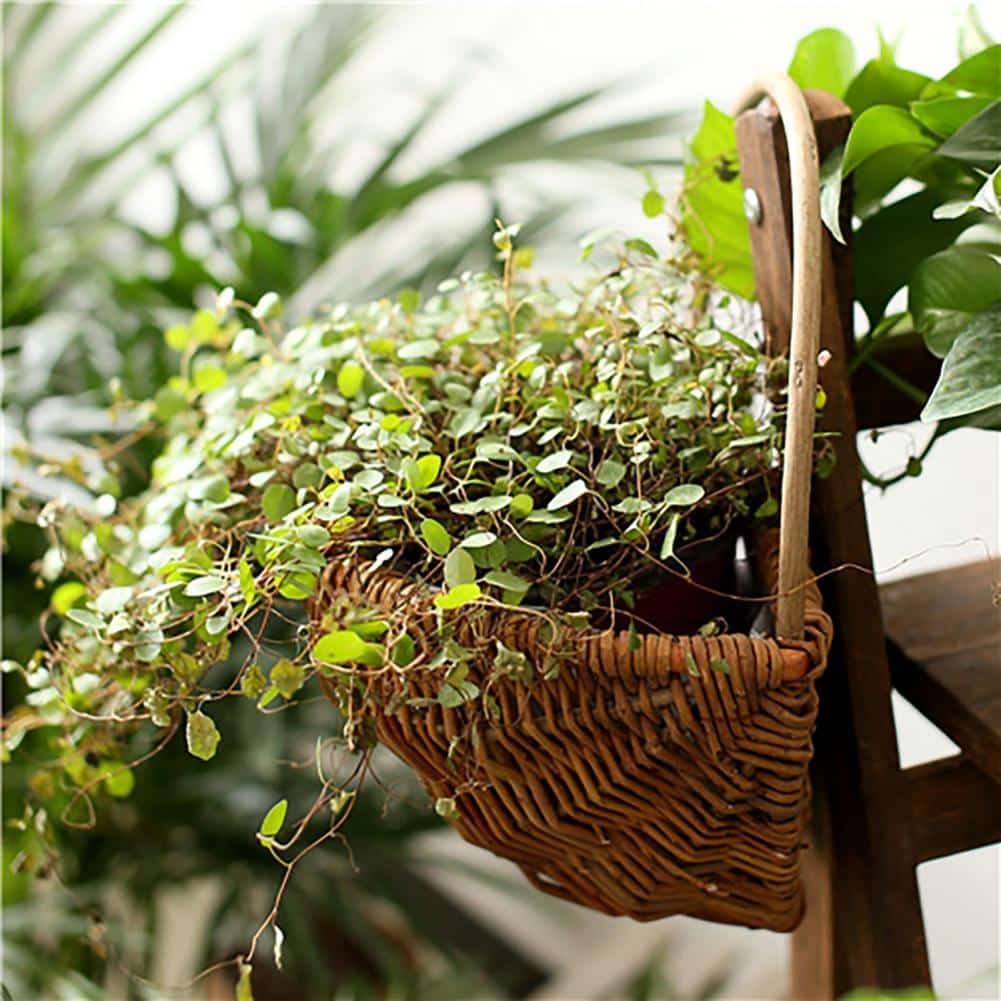 Corbeille pour plantes suspendues en rotin