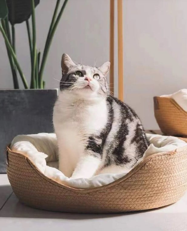 Panier circulaire pour animaux de compagnie