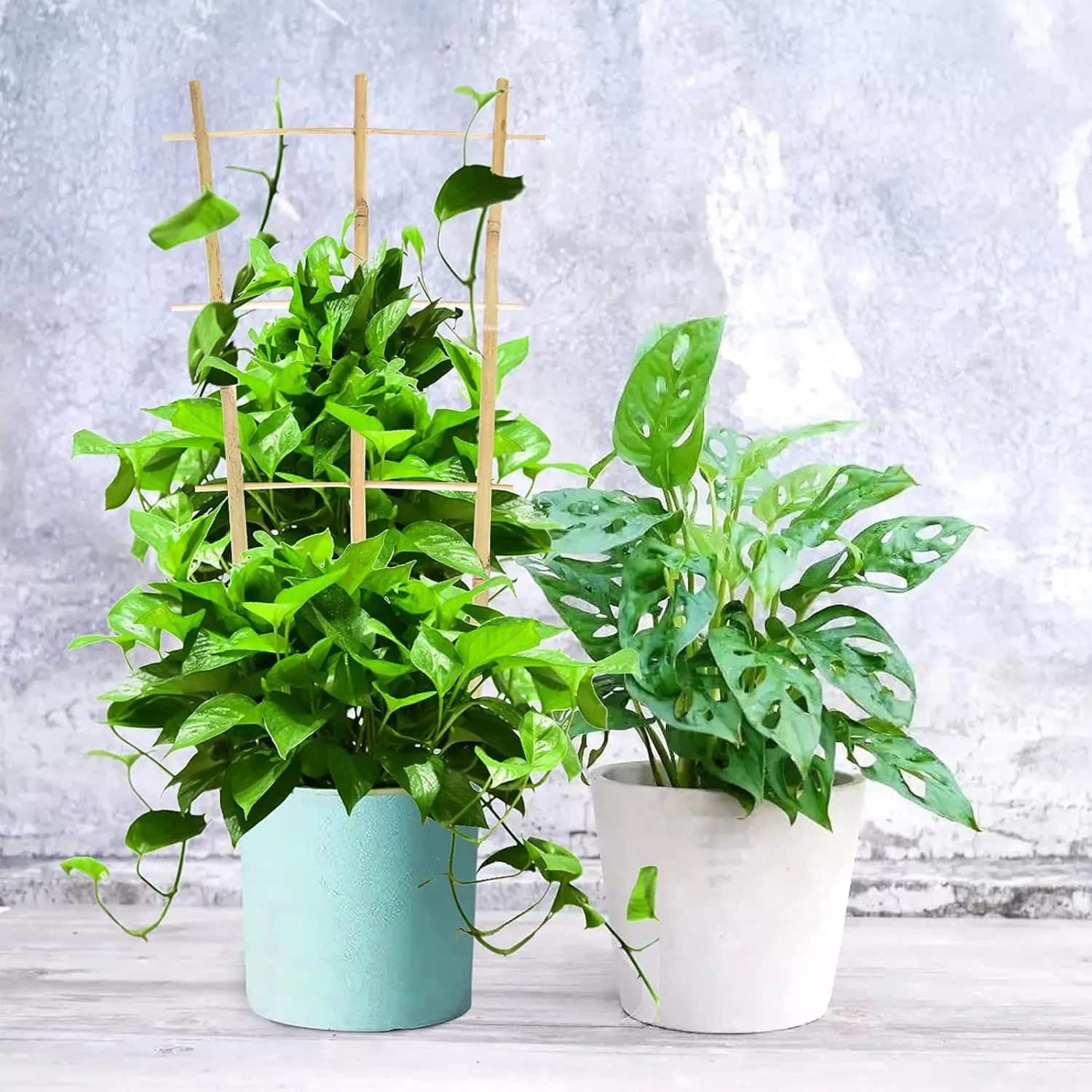 Échelle Bambou pour Décoration de Plantes
