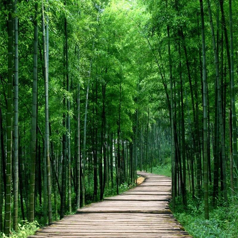 Papier Peint Imprimé Forêt de Bambous 3D en Papier